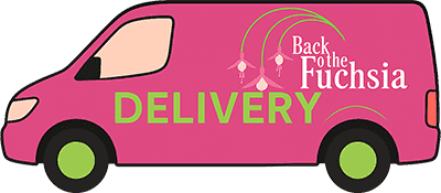 Back to the Fuchsia Flowers Delivered